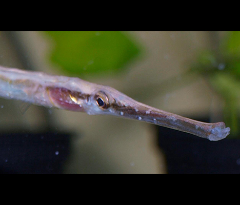 Microphis brachyurus 