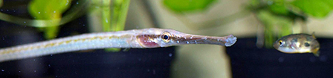 Carinotetraodon travancoricus et Microphis brachyurus