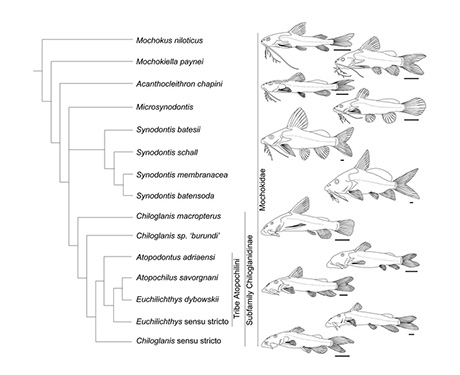 l'arbre des mochokidae