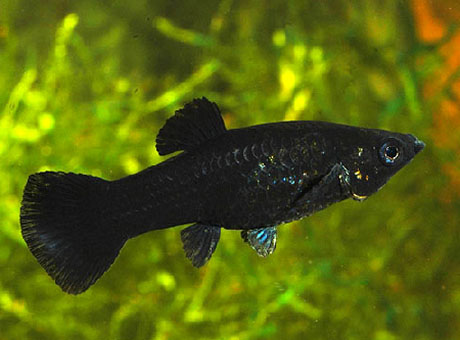 black molly poecilia shenops