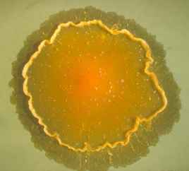 Tuberculose des poissons, mycobacterium marinum