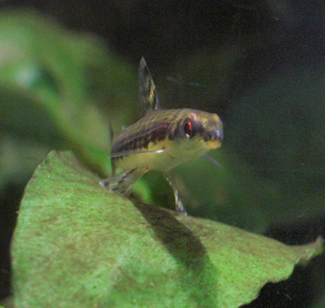 nannocharax fasciatus