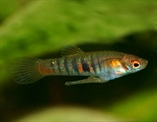 neoheterandria elegans