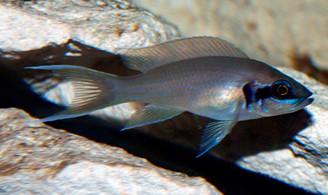 neolamprologus brichardi