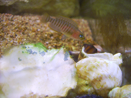 Une femelle neolamprologus multifasciatus puis son petit quittant légérement sa coquille