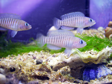 neolamprologus multifasciatus groupe