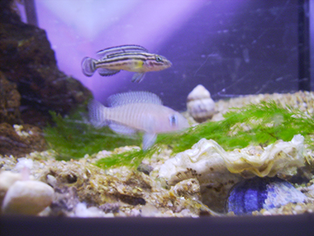 Neolamprologus multifasciatus & Julidochromis regani