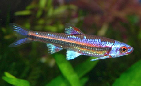 notropis chrosomus mâle puis femelle