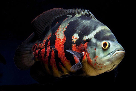 Astronotus ocellatus