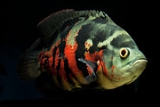 Astronotus ocellatus