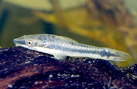 Macrotocinclus affinis