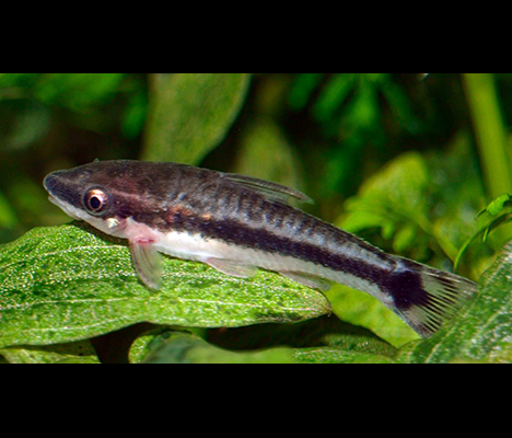 Otocinclus affinis Brésil