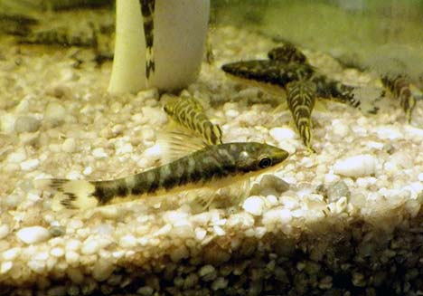 Otocinclus cocama Brésil