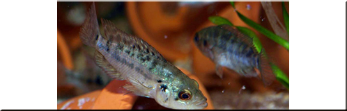 Parachromis dovii