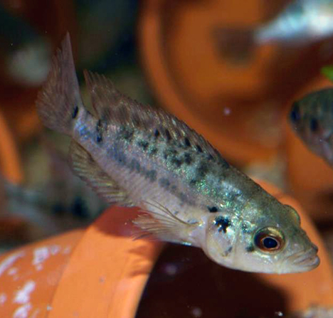 Parachromis dovii