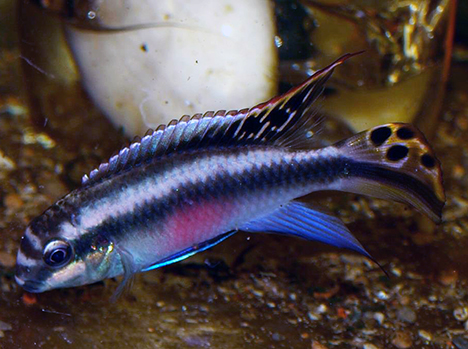 Pelvicachromis pulcher mâle