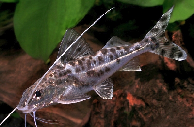 pimelodus pictus