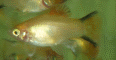 xiphophorus maculatus platy gold comete