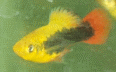 xiphophorus maculatus platy hawai