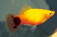 xiphophorus maculatus platy mickey sunburst