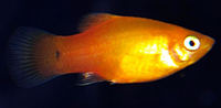 platy orange gold