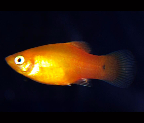 Xiphophorus maculatus, platy orange gold