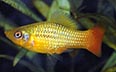 Xiphophorus maculatus platy perroquet