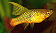 xiphophorus maculatus platy perroquet voile