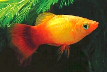 platy sunset