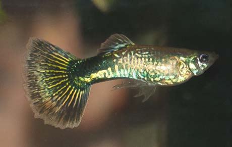 poecilia reticula Guppu mâle mosaic