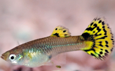 guppy femelle