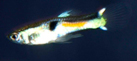 Poecilia wingei Guppy Endler