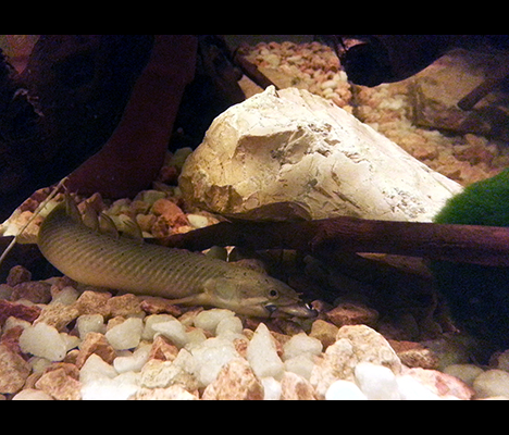 polypterus senegalus