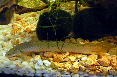 polypterus senegalus