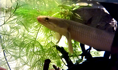 Polypterus senegalus