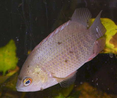 pristolepis grooti