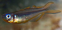 Pseudomugil furcatus