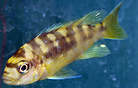 Pseudotropheus crabro