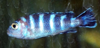 Pseudotropheus elongatus