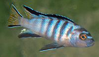 Pseudotropheus elongatus