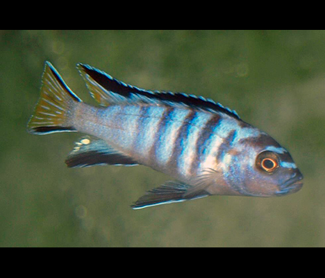 Pseudotropheus elongatus 