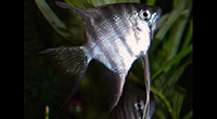 Pterophyllum leopoldi