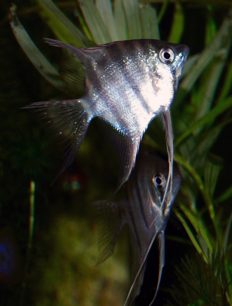 Pterophyllum leopoldi