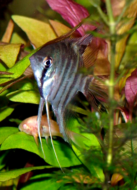 Pterophyllum leopoldi