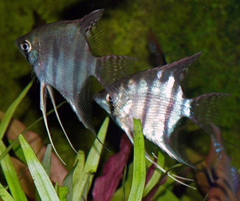 Pterophyllum leopoldi