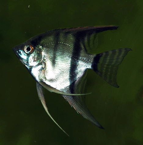 Pterophyllum scalare