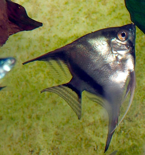 Pterophyllum scalare