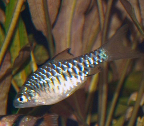 Puntius oligolepis