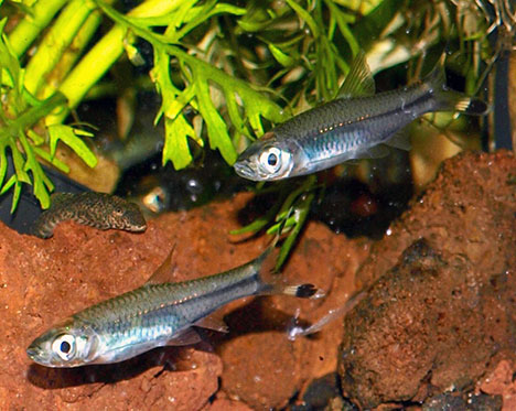 Rasbora trilineata