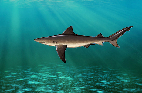 Requin mako • Isurus oxyrinchus • Fiche poissons